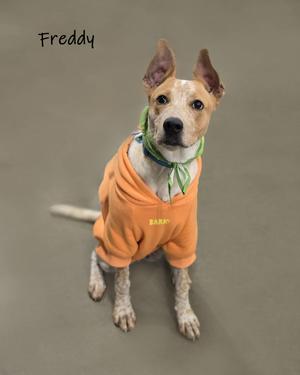 A dog wearing an orange hoodie and a green bandana, sitting on a gray surface.