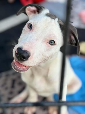 Ash, Pit Bull Terrier, puppy, available for adoption