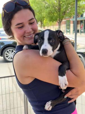 Bramble, Pit Bull Terrier, puppy, available for adoption