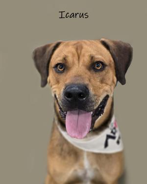 A brown dog with floppy ears and a pink tongue sticking out, wearing a white bandana with a black design. The background is a solid gray color, and the word "Icarus" is written in black text above the dog's head.