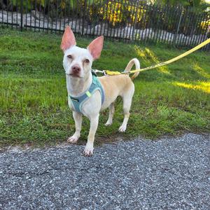 Professor Utonium, Chihuahua, adult, available for adoption