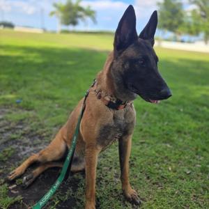 Irina, Malinois, Belgian, adult, available for adoption