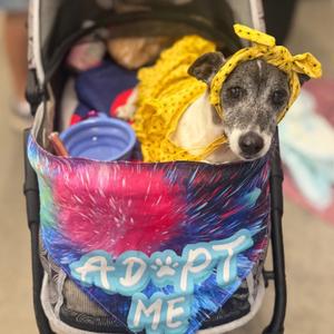 Busted Biscuits (BB), Chihuahua, senior, available for adoption