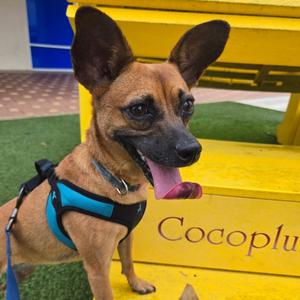 Cleo, Pinscher, Miniature, adult, available for adoption