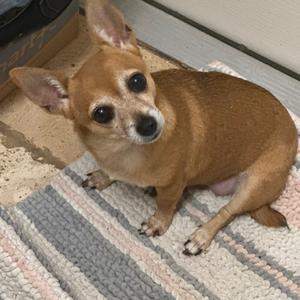 Jitterbug, Chihuahua, Short Coat, senior, available for adoption