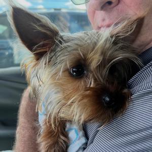 Buddy Biggie Smalls aka Buddy McNugget, Terrier, Yorkshire, Yorkie, adult, available for adoption
