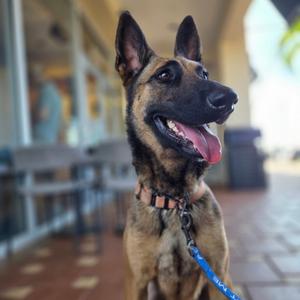 A tan Belgian Malinois dog with its tongue out, wearing a collar and a blue leash.