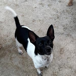 Cooper, adult, available for adoption