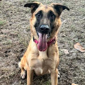 Hazel, Shepherd, Belgian Malinois, adult, available for adoption