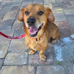 A happy brown dog sitting on a brick patio, wearing a red collar with the words "ADOPT ME" written on it.