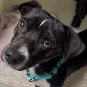 Merrick, Mixed Breed (Medium), adult, available for adoption
