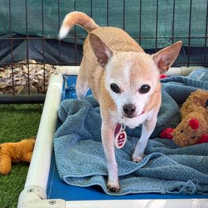 Mia, Chihuahua, senior, available for adoption
