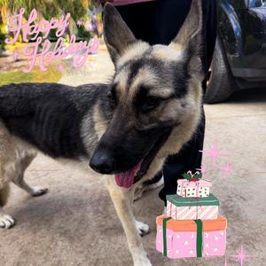 Nova, Shepherd, German, adult, available for adoption