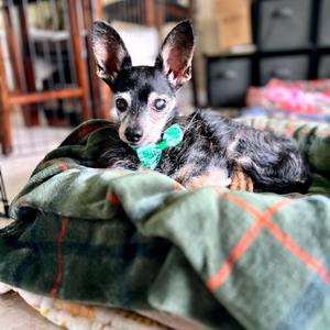 Ladybug, Chihuahua, senior, available for adoption