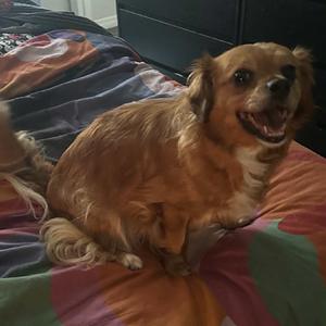 Daisy, Chihuahua, adult, available for adoption