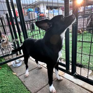 Jingle, Mixed Breed (Small), adult, available for adoption