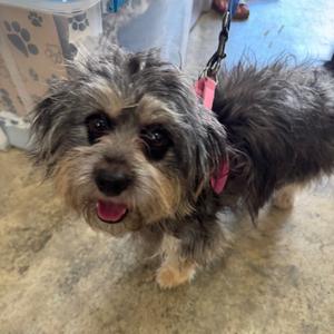 Cassidy, Mixed Breed (Small), adult, available for adoption