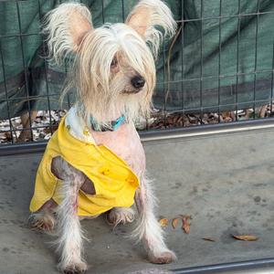 Farrah, Chinese Crested Dog, senior, available for adoption