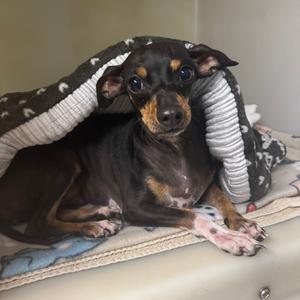 Rhonda, Chihuahua, adult, available for adoption