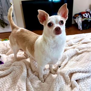 Lacey, Chihuahua, adult, available for adoption