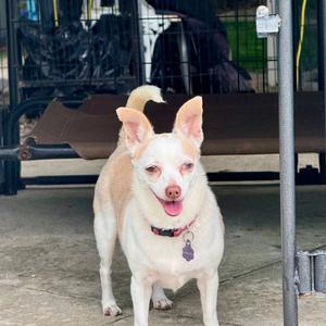 Lacey, Chihuahua, adult, available for adoption