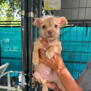 Buttercup, Terrier, puppy, available for adoption