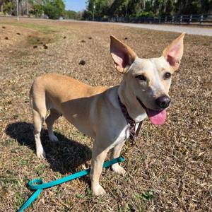 Jan Levinson, Mixed Breed (Medium), adult, available for adoption
