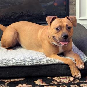 Skye, Terrier, American Staffordshire, adult, available for adoption