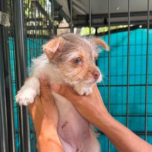 Blossom, Terrier, puppy, available for adoption