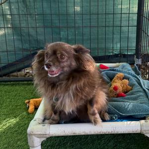 Coco, Pomeranian, senior, available for adoption