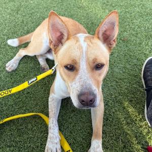Apollo/Rusty, Cattle Dog, Australian (Blue Heeler), adult, available for adoption