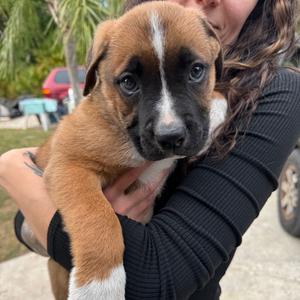 Buzz/Bolt, Bulldog, American, adult, available for adoption