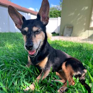 Maddie, Terrier, Manchester, senior, available for adoption