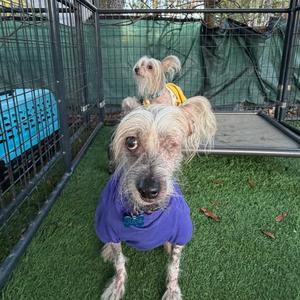 Jude, Chinese Crested Dog, senior, available for adoption