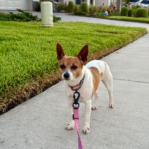 Corazon, Chihuahua, adult, available for adoption