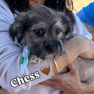 Chess, Shih Tzu, adult, available for adoption
