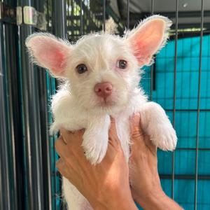 Bubbles, Terrier, puppy, available for adoption