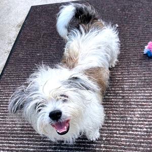 Monty, Shih Tzu, senior, available for adoption