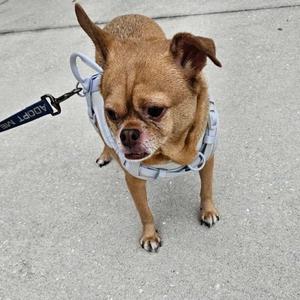 A small tan chihuahua mix dog wearing a grey harness and a leash with the words "ADOPT ME" on it.