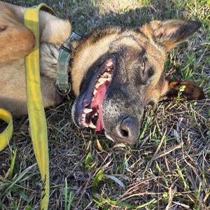 DB, Shepherd, Belgian Malinois, adult, available for adoption