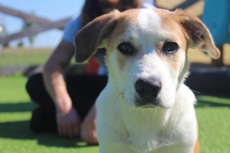 Hayride, Basset Hound / Australian Cattle Dog / Blue Heeler, puppy, available for adoption