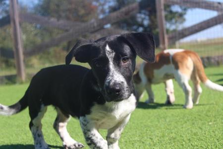 Corn Maze, Basset Hound / Australian Cattle Dog / Blue Heeler, puppy, available for adoption