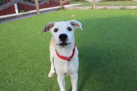 A white dog with a red collar standing on green artificial turf, looking directly at the camera.