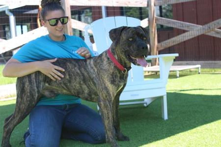 Gadgi, Cane Corso, adult, available for adoption