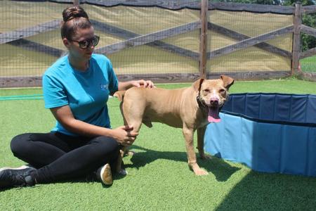 Oatie, Pit Bull Terrier, adult, available for adoption