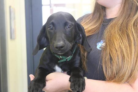 Quill, Black Labrador Retriever / Basset Hound, puppy, available for adoption