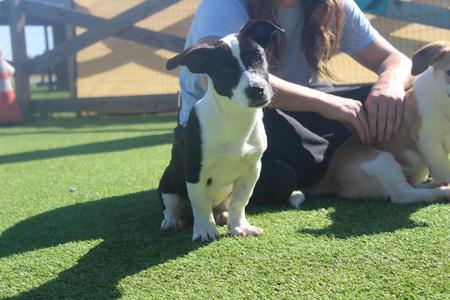 Apple Cider, Basset Hound / Australian Cattle Dog / Blue Heeler, puppy, available for adoption