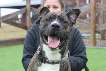 A brindle and white dog with its tongue out, being held by a person whose face is blurred in the background.