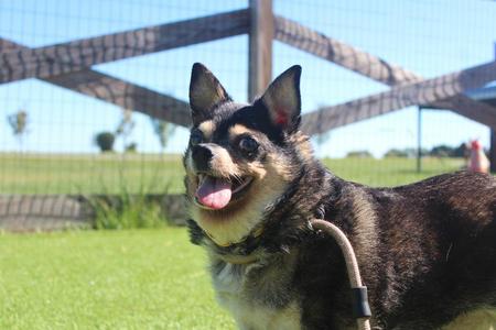 Funeral Potatoes, Chihuahua, senior, available for adoption