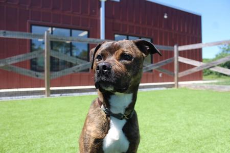 Knox, Pit Bull Terrier, young, available for adoption